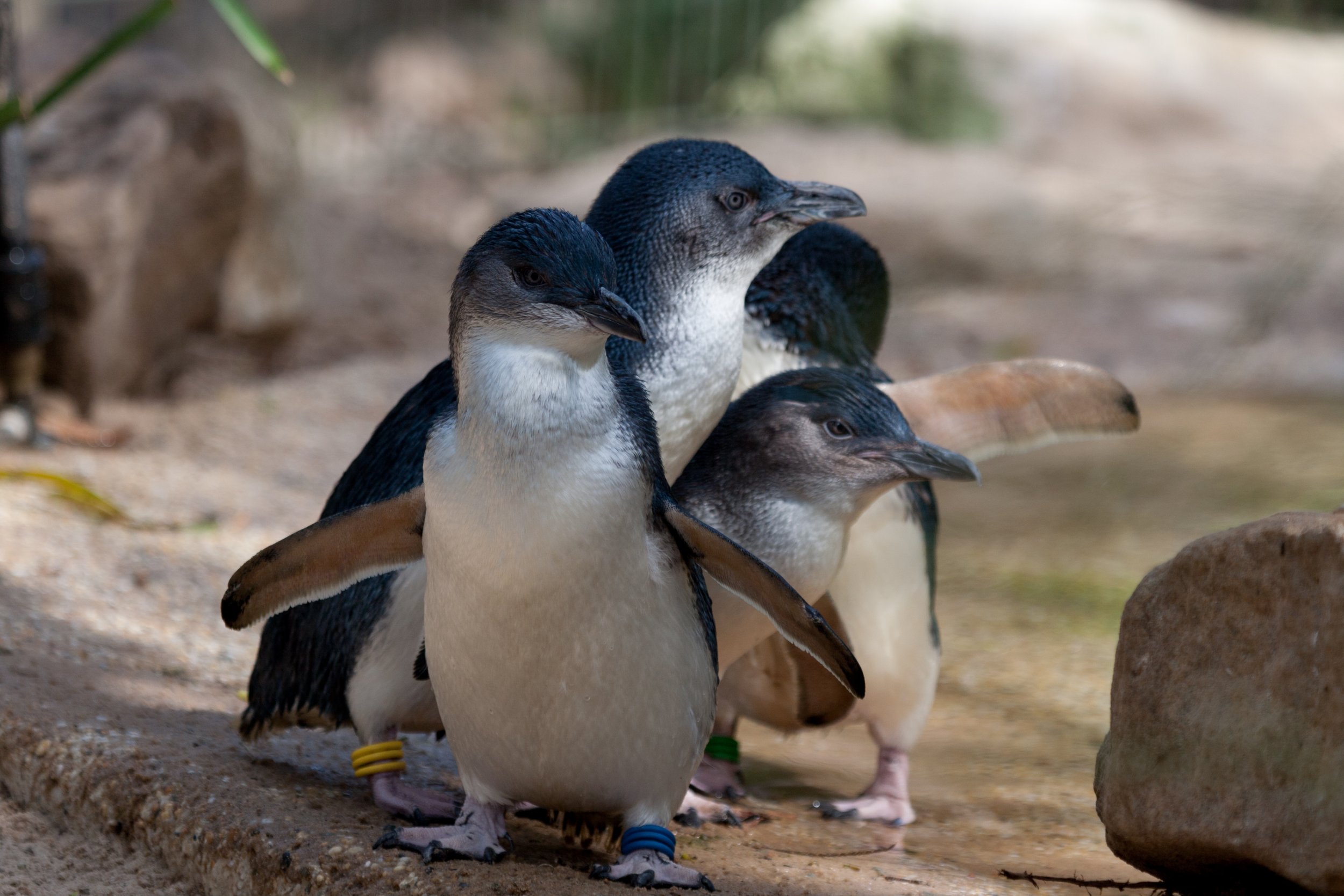 cute fairy penguins