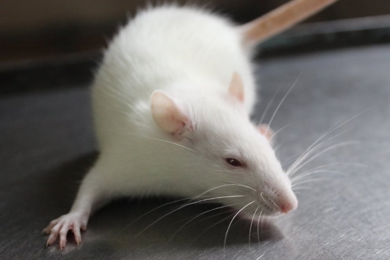 lab rat