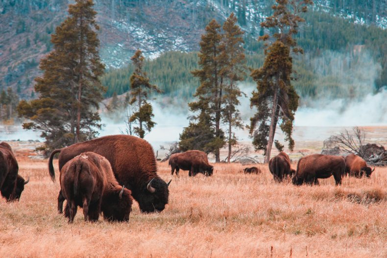 Yellowstone bison
