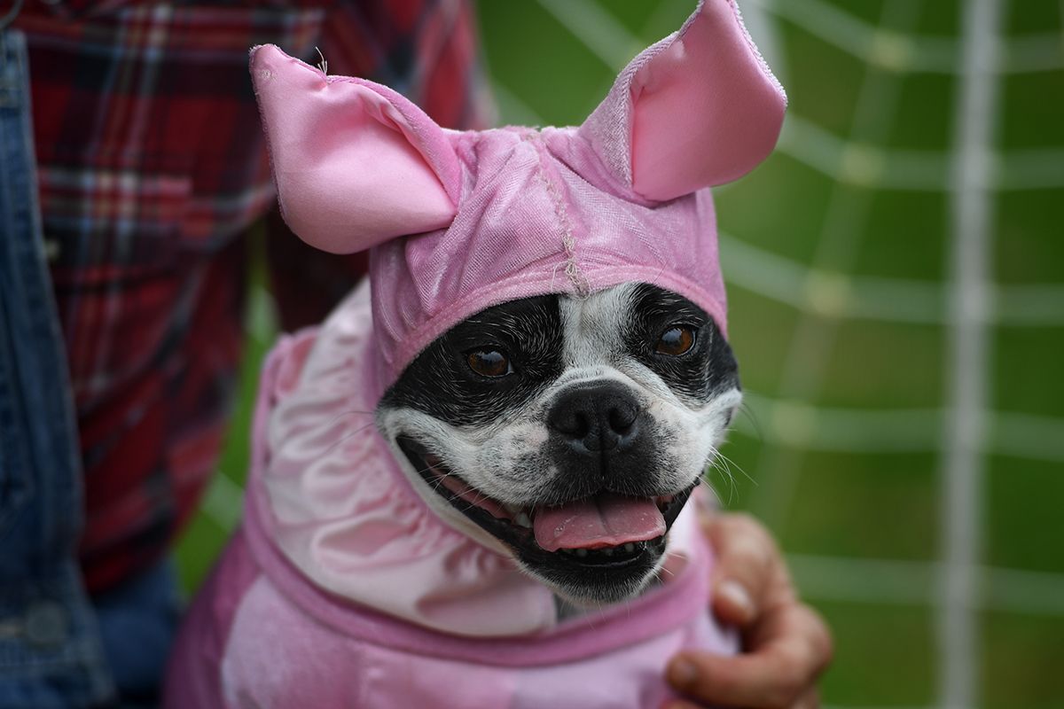 70-of-the-cutest-funniest-halloween-pet-costumes