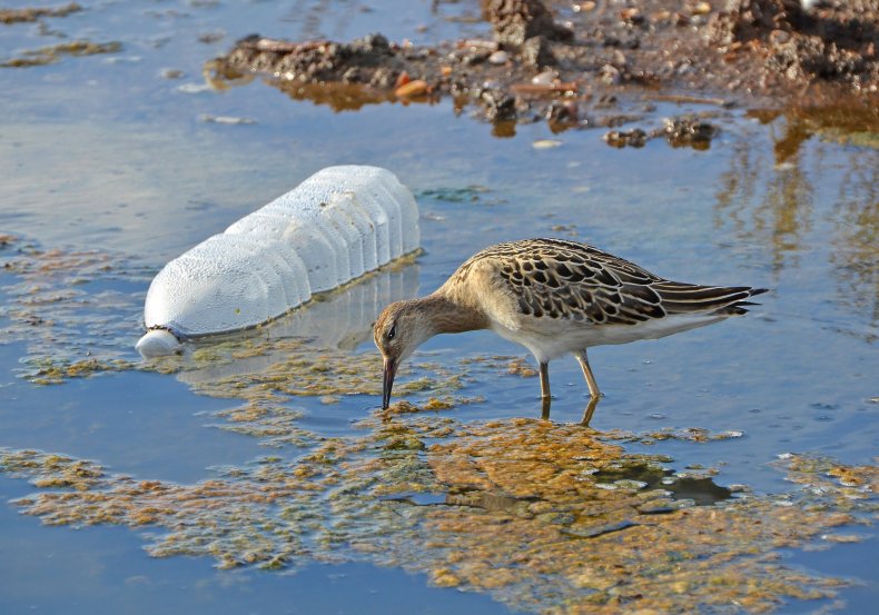 plastic bottle bird