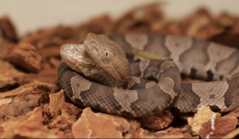 rare baby two headed copperhead