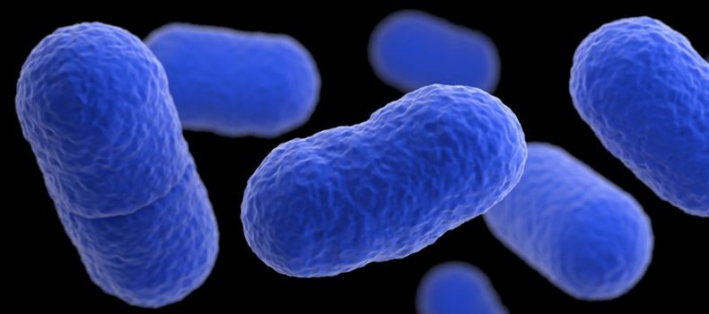 listeria bacteria close up