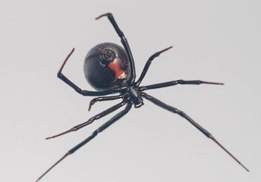 Black Widow Spider Silk Is So Strong a Lab Version Could Be Used to ...