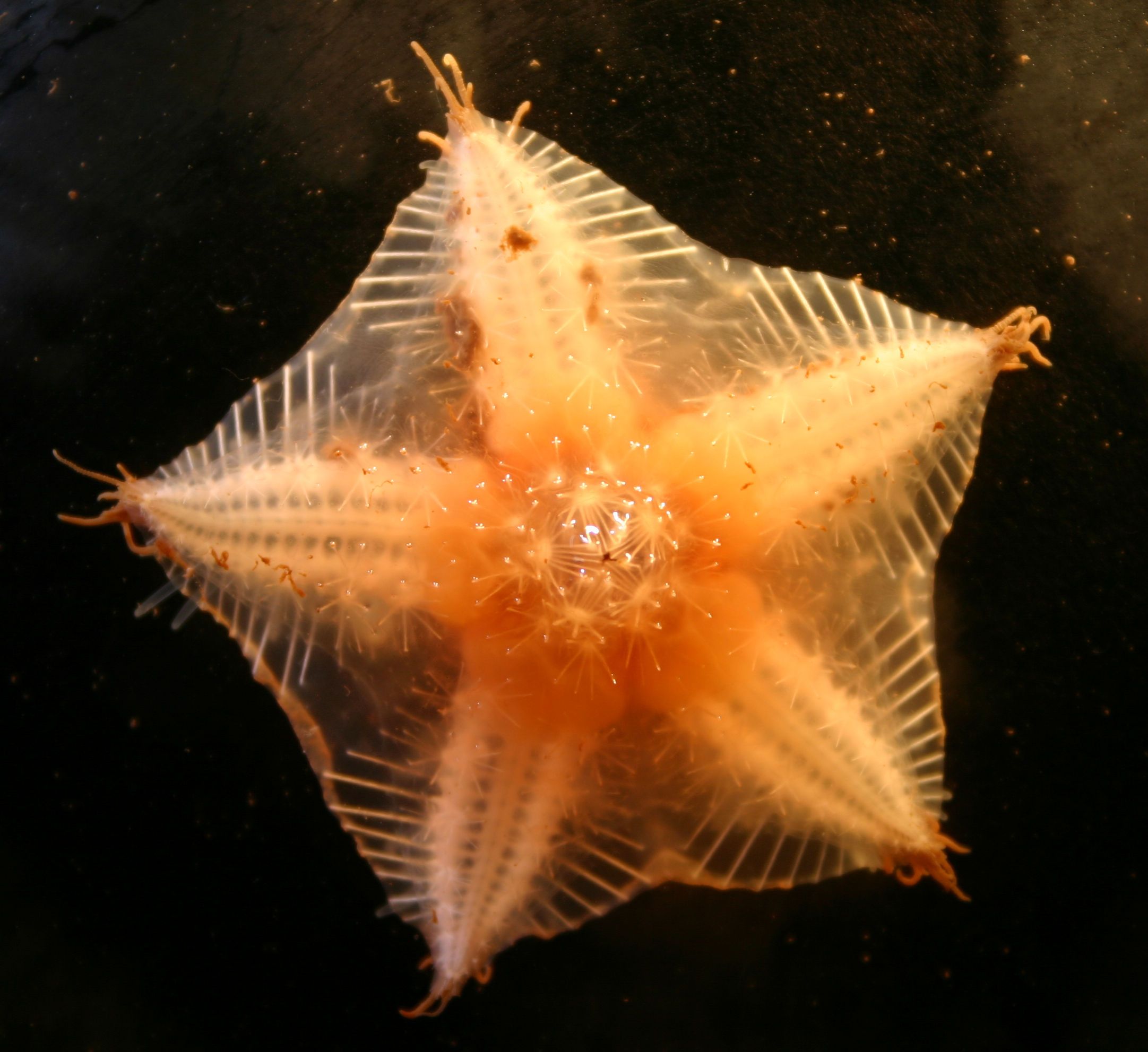 Deep Sea Starfish Have Been Eating Microplastics for 40 Years