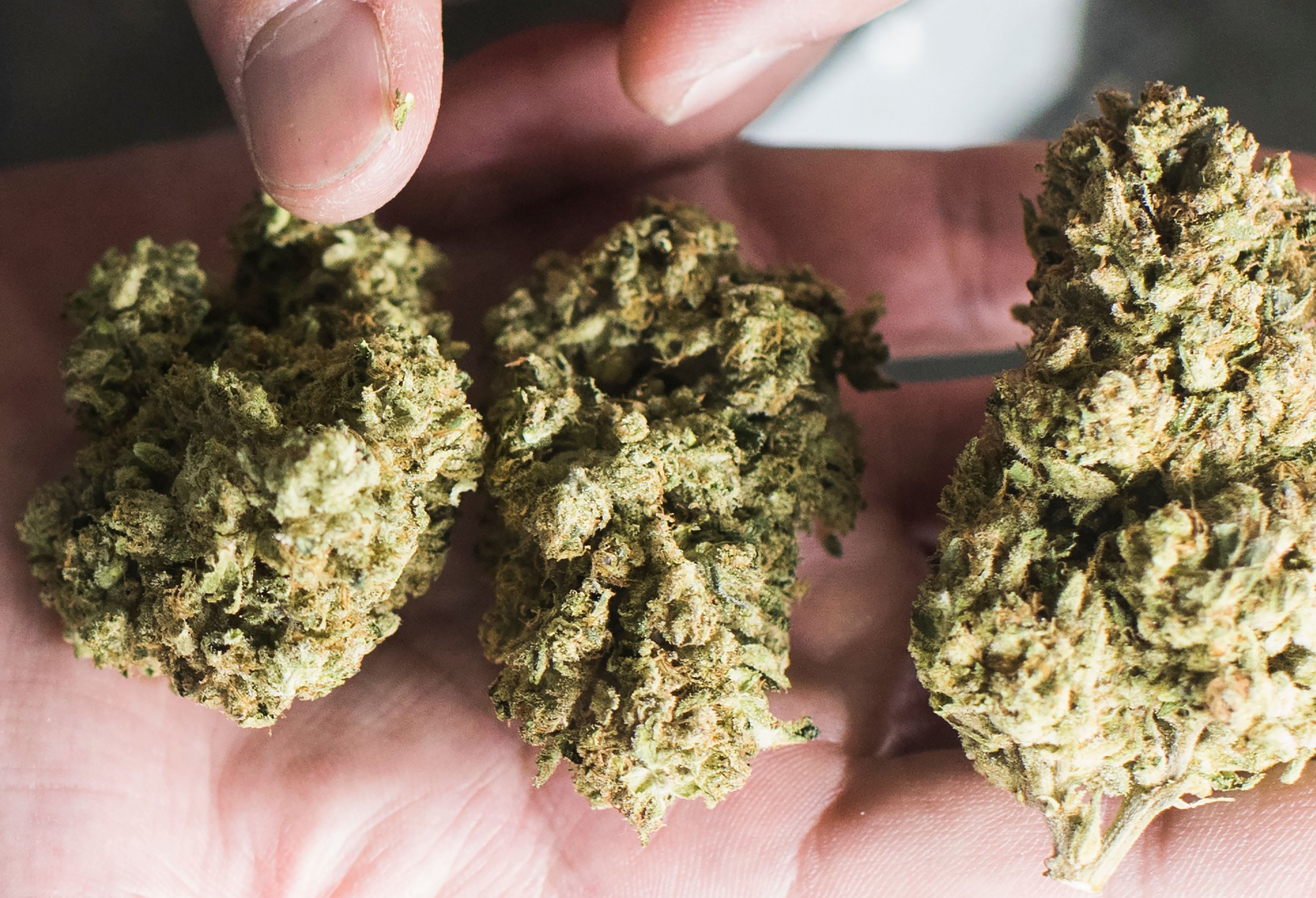 Чат любителей марихуаны 30 кг наркотиков