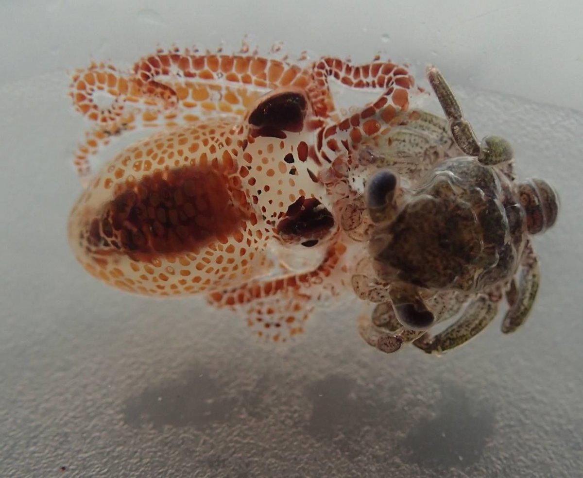 10_25_Octopus Crab