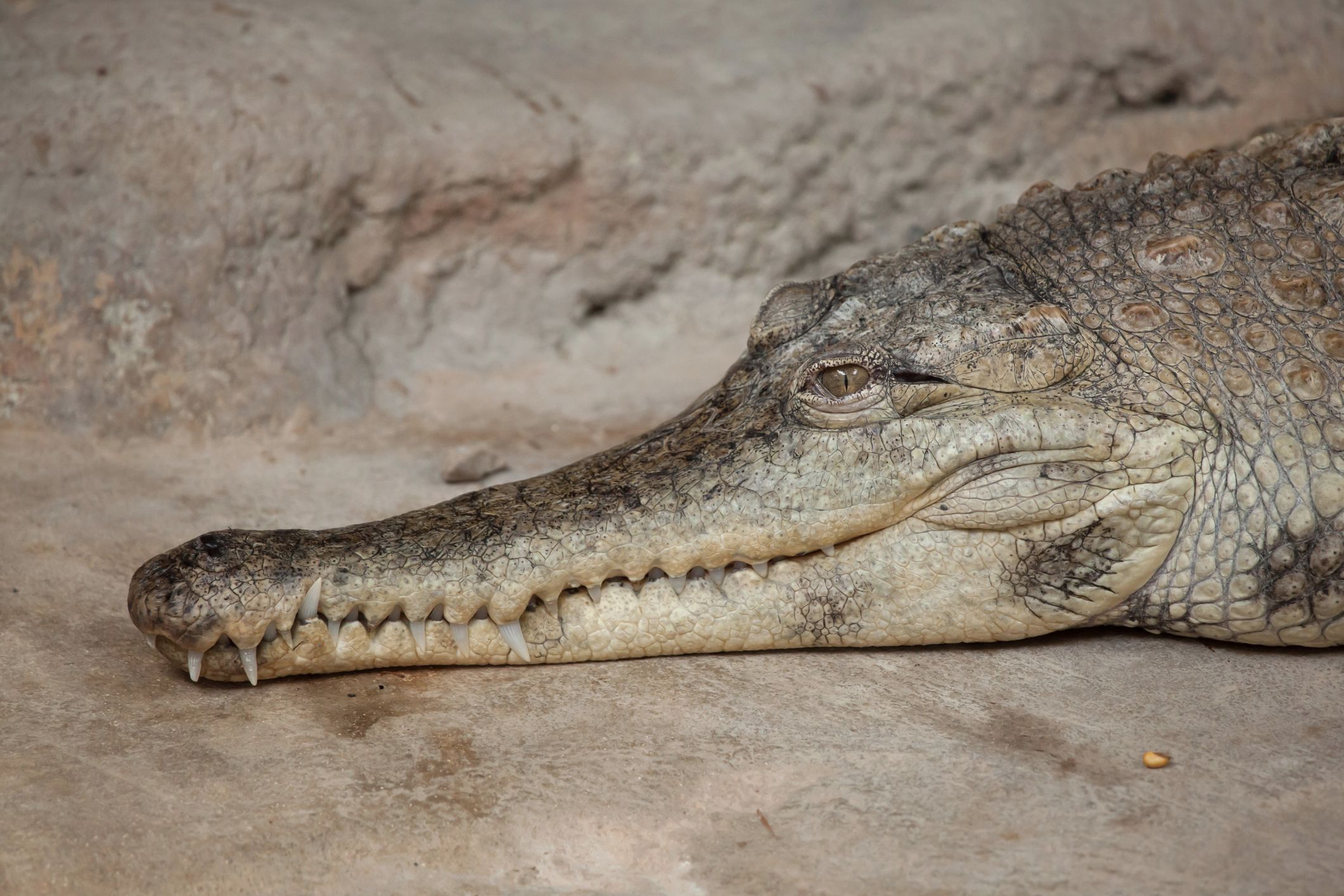 Take a look at this brand new species of crocodile •