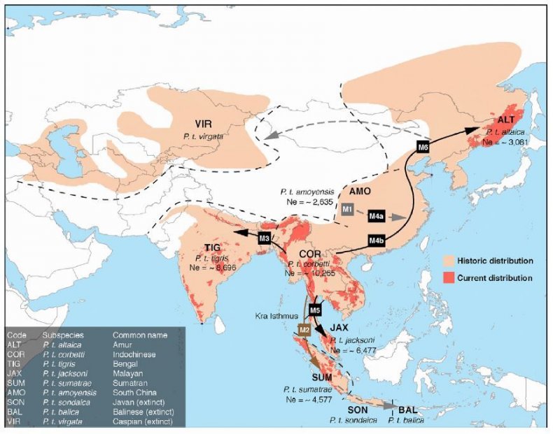 tiger distribution