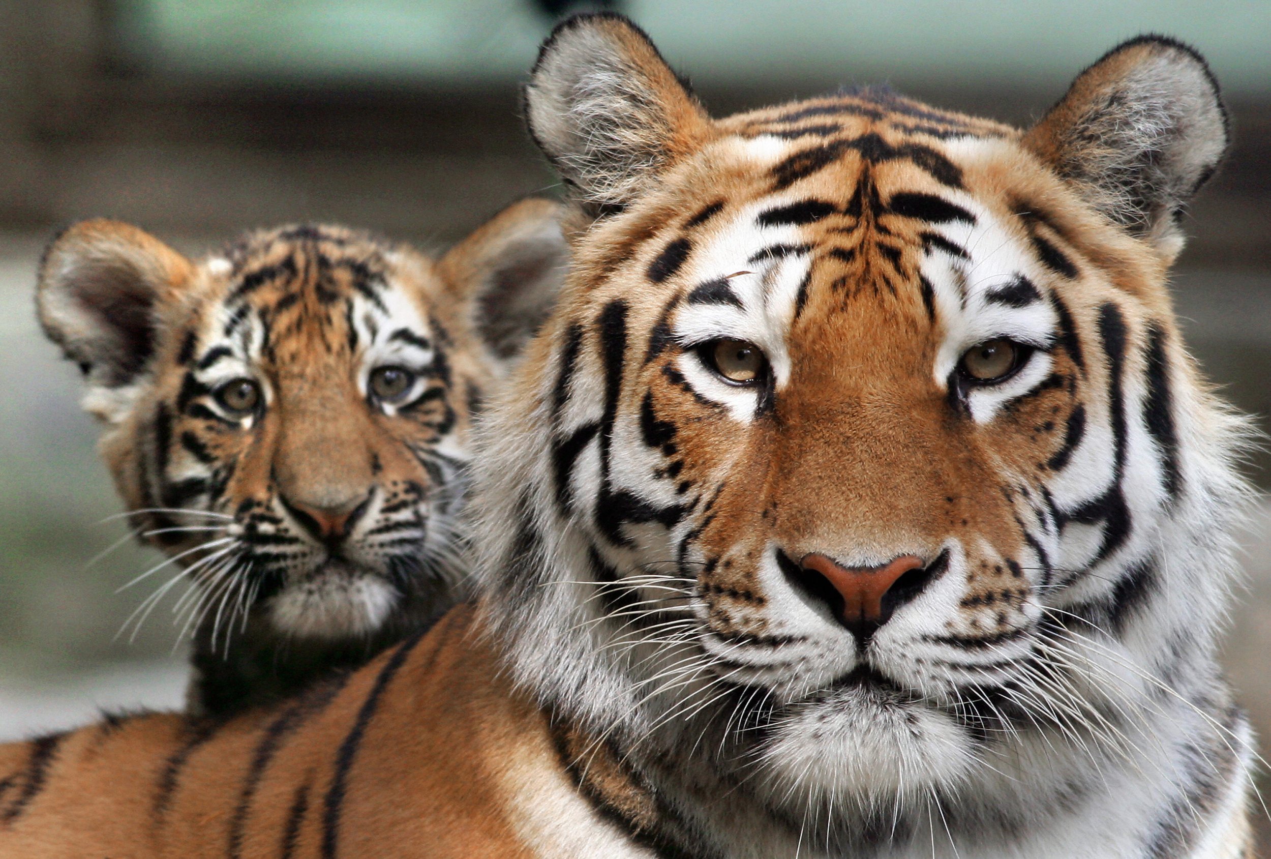 DNA samples of Bengal tigers polluted by genes of the Siberian Tiger