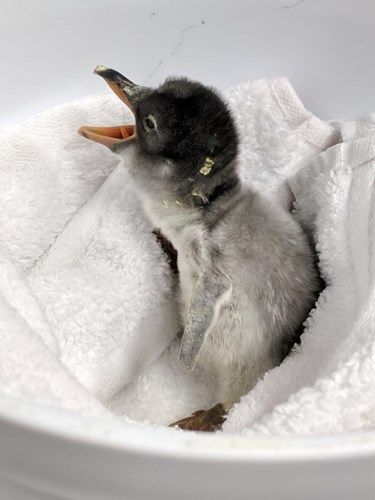 sphengic-baby-chick-3 sphengic-baby-chick-3