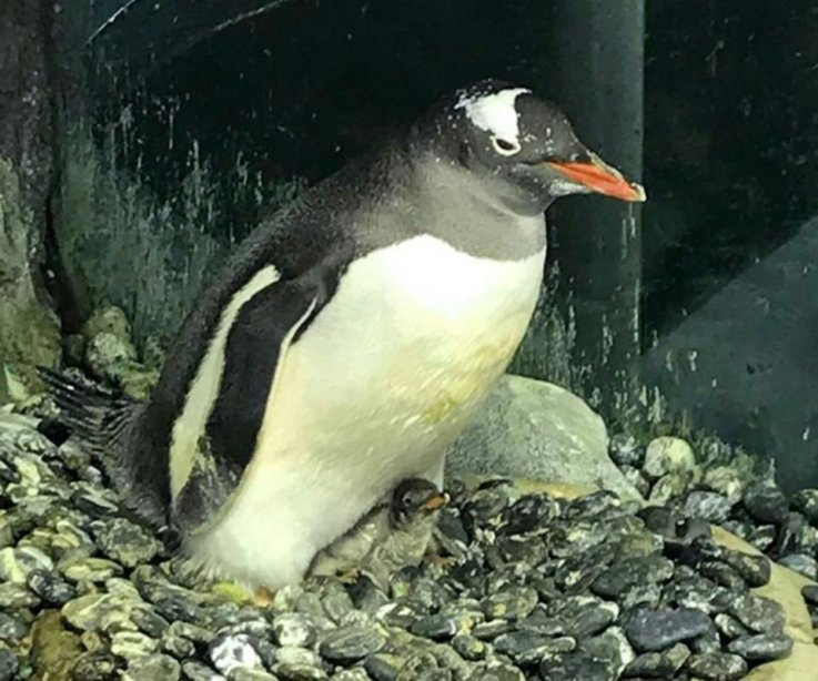 penguin2 penguin2