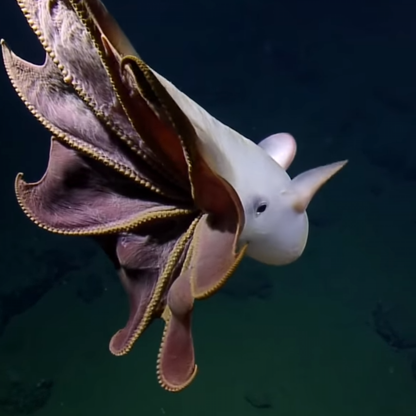 Dumbo Octopus Cute Rare Dumbo Octopus Spotted A Mile Under The Ocean dumbo-octopus-cute-rare-dumbo-octopus-spotted-a-mile-under-the-ocean