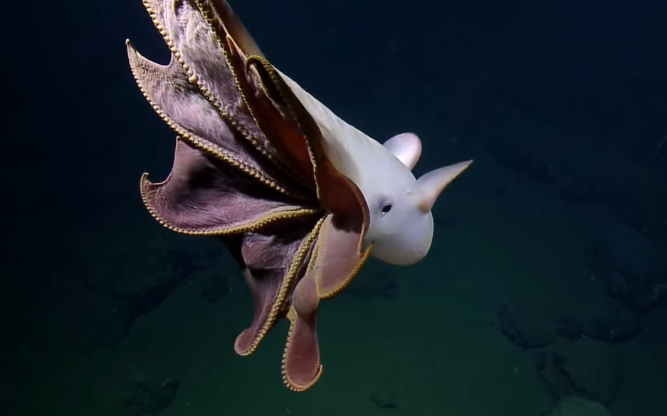 Dumbo Octopus Cute Rare Dumbo Octopus Spotted A Mile Under The Ocean Dumbo Octopus Cute Rare Dumbo Octopus Spotted A Mile Under The Ocean
