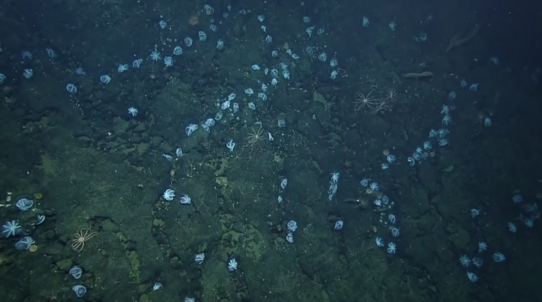 10_31_Octopus Nursery