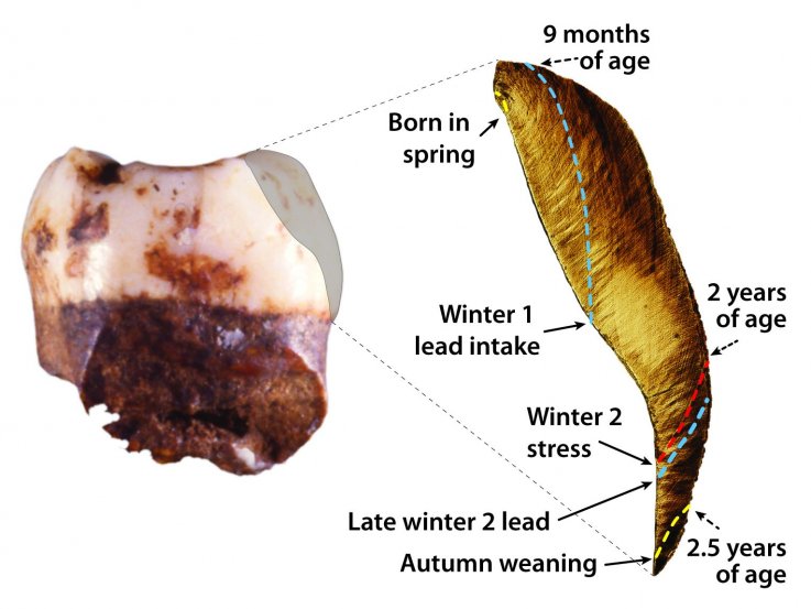neanderthal teeth neanderthal teeth