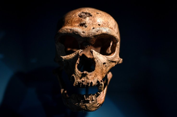 neanderthal neanderthal