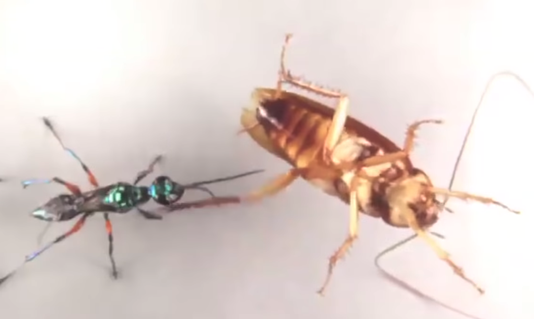 cockroach karate