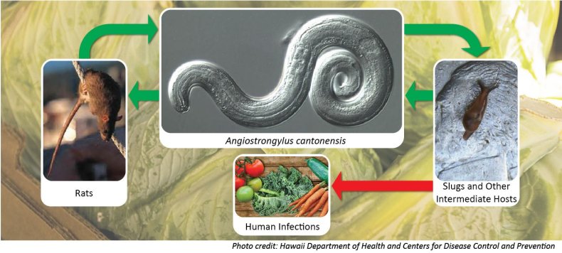 rat lungworm