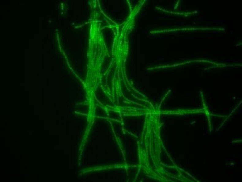 cyanobacteria