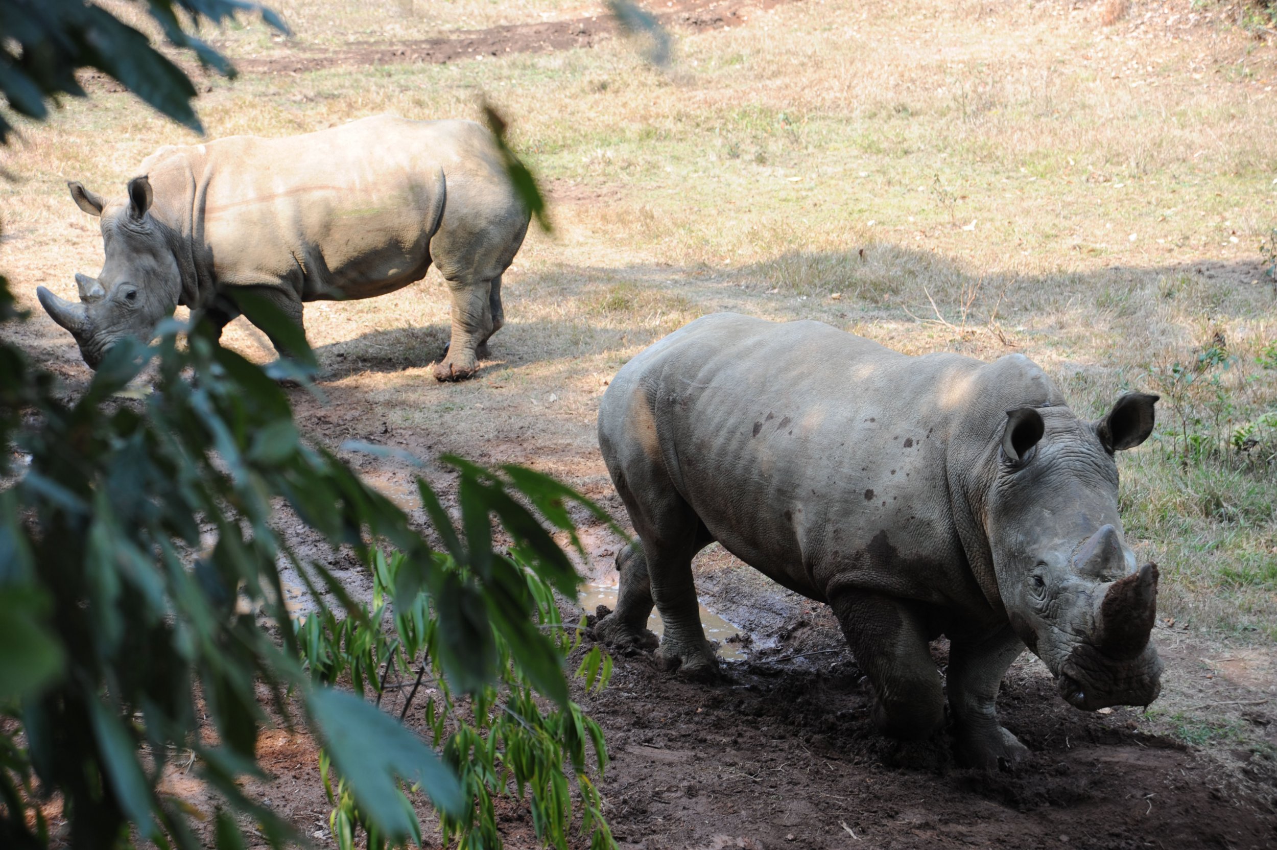 China legalizes rhino horn, tiger bone use for medical purposes