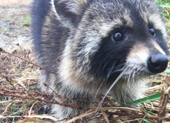 drunk raccoon