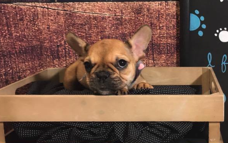 French Bulldog French Bulldog