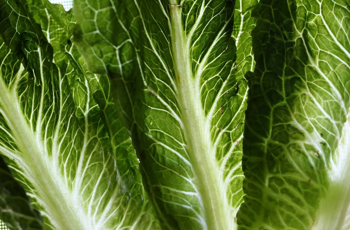 lettuce e coli