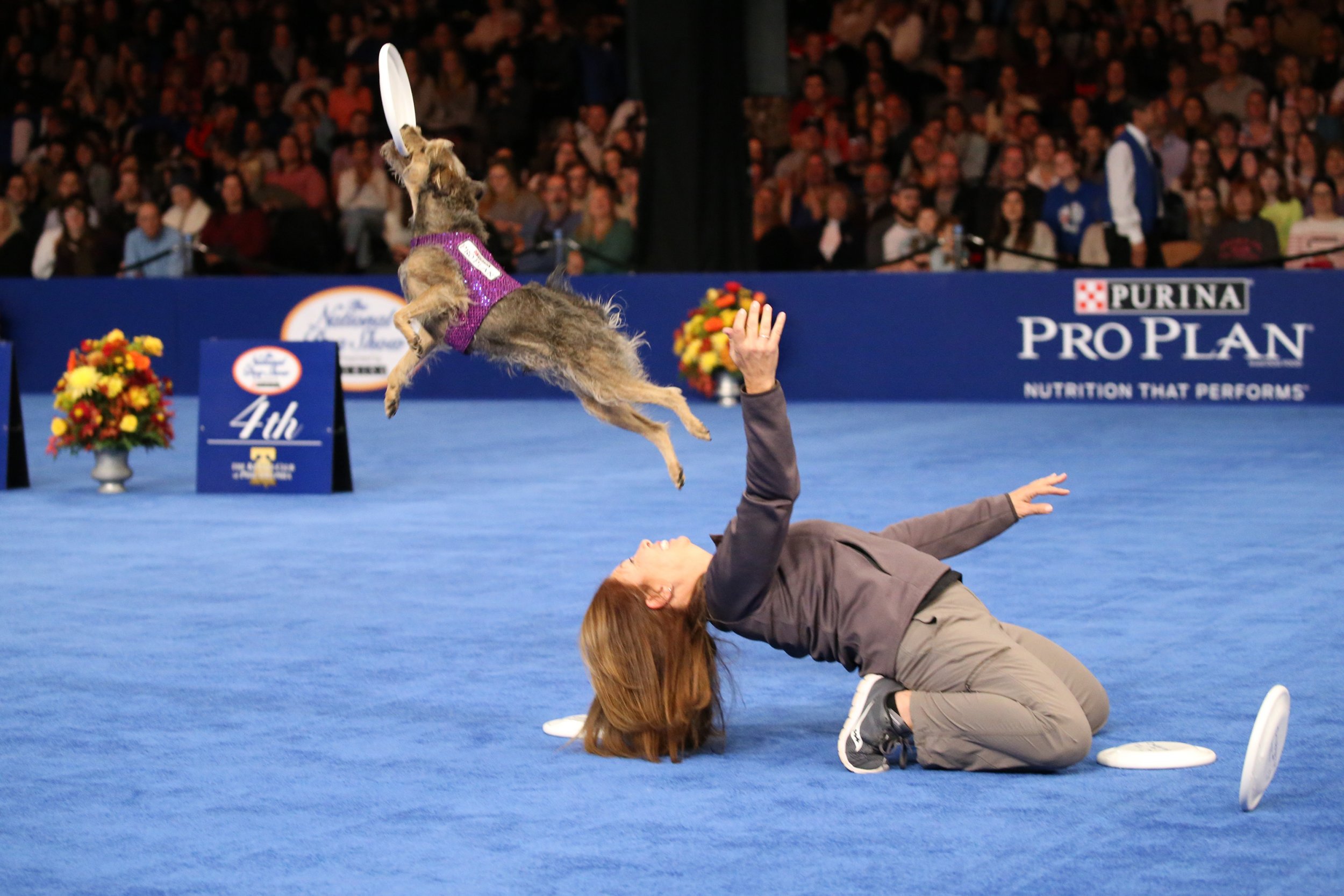 Thanksgiving day hot sale dog show