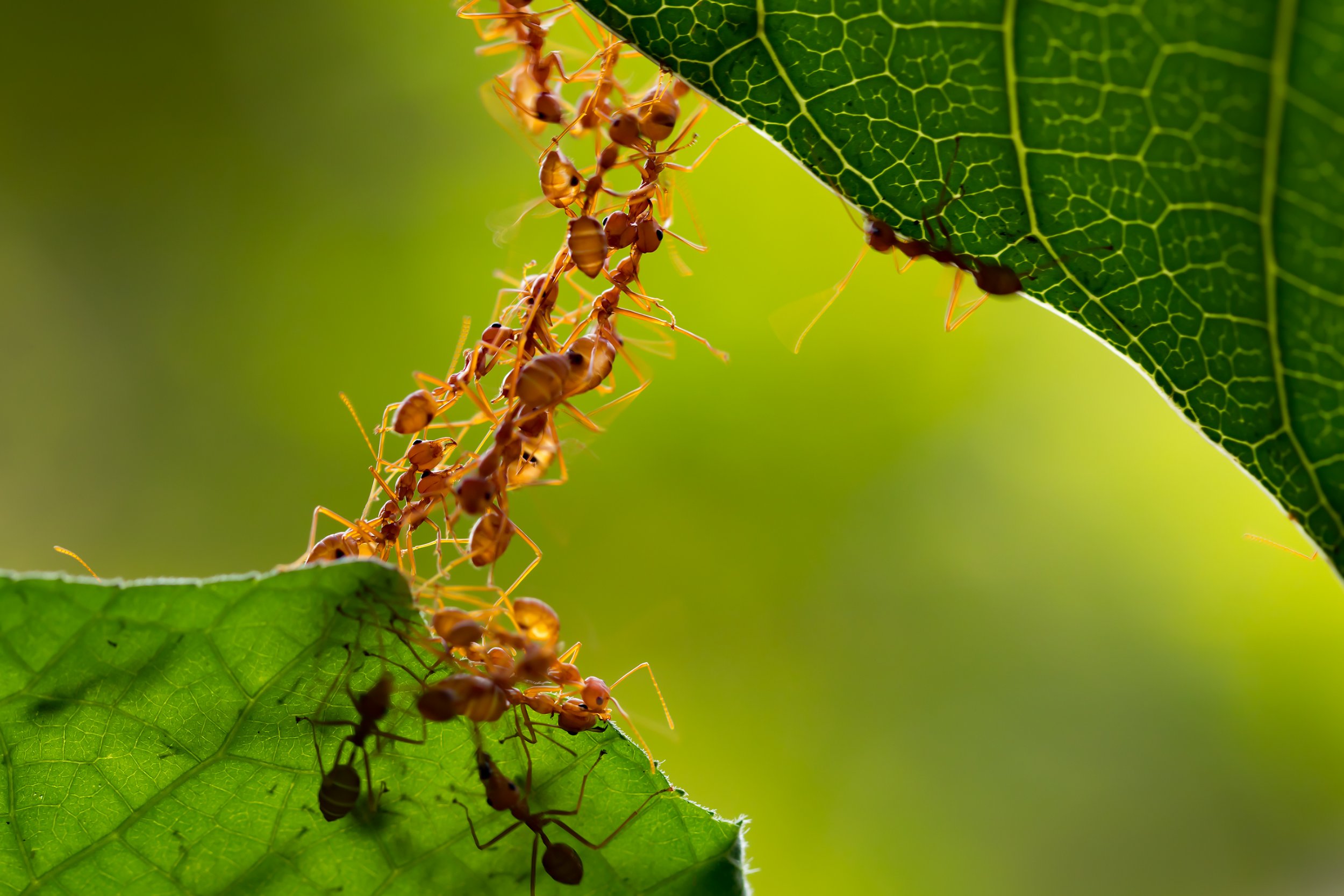 ant-colony