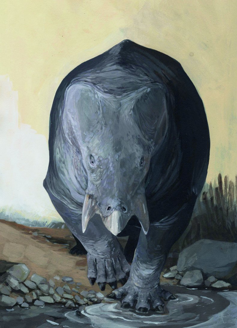 Lisowicia Bojani
