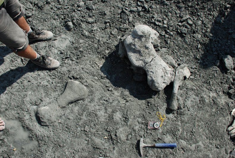 dicynodont bone