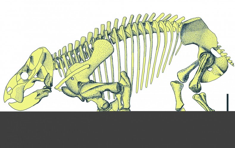 Lisowicia bojani