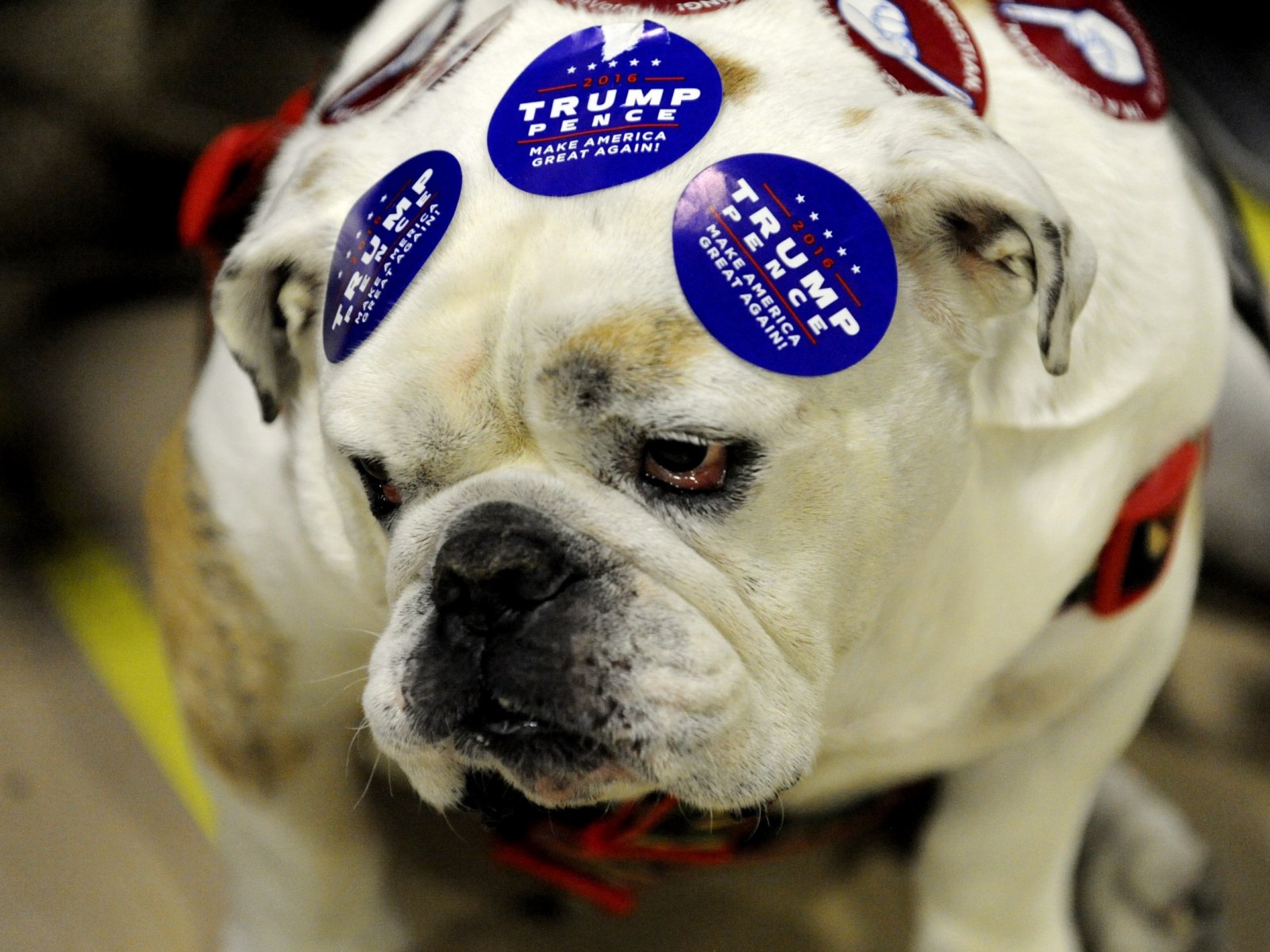Republicans Like Dogs More Than Democrats Poll Indicates As