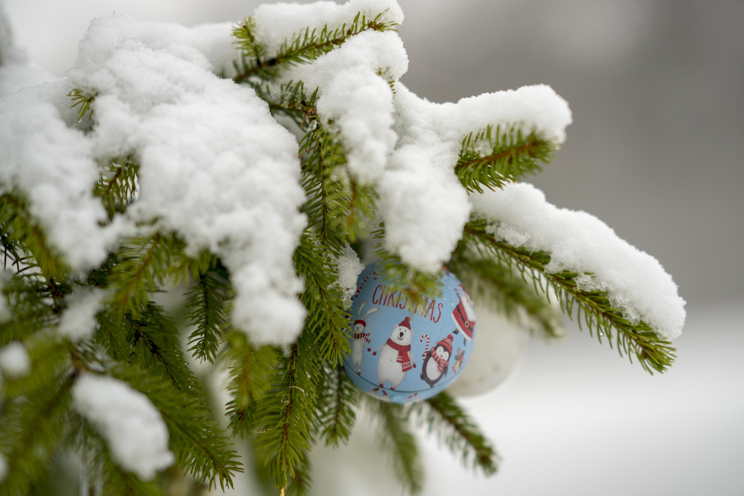 chrtsimas tree and snow