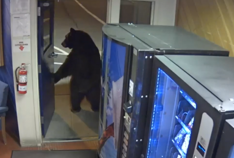 Bear