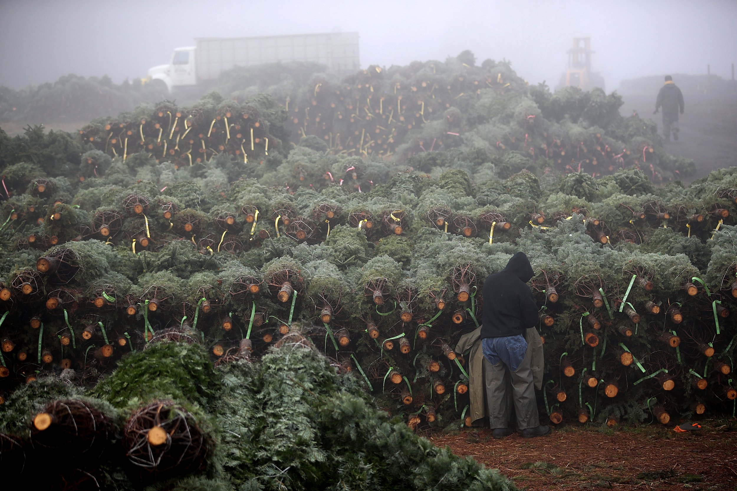 why-are-christmas-trees-so-expensive-x-mas-tree-shortage-causing-price