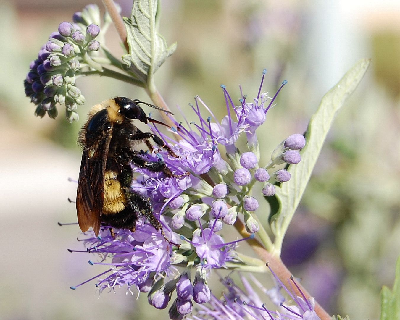 Western bumble bee population declines sharply