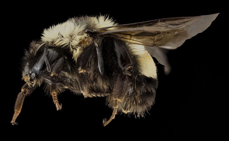 1200px-Bombus_affinis,_F,_side,_sky_meadows,_virginia_2014-09-22-18