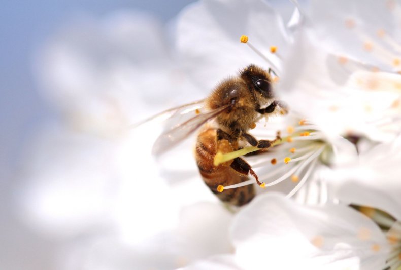 honeybee