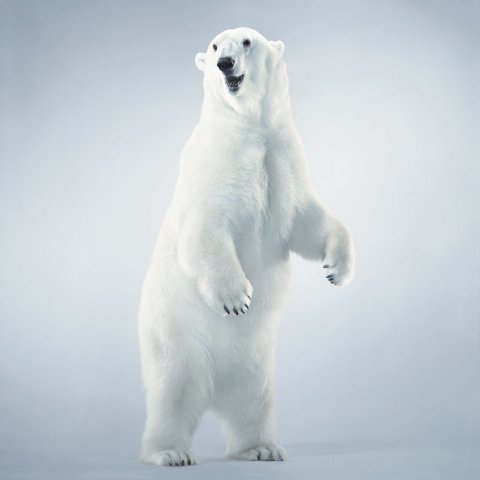 HOR_EndangeredSpeciesAct_03_161939671