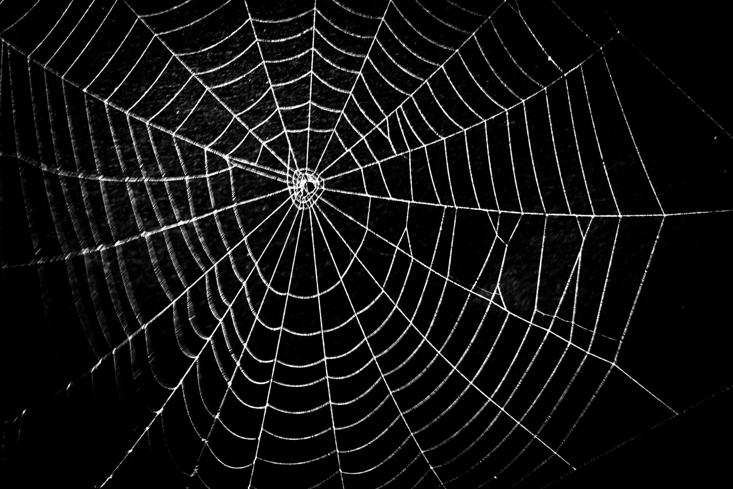 spider web