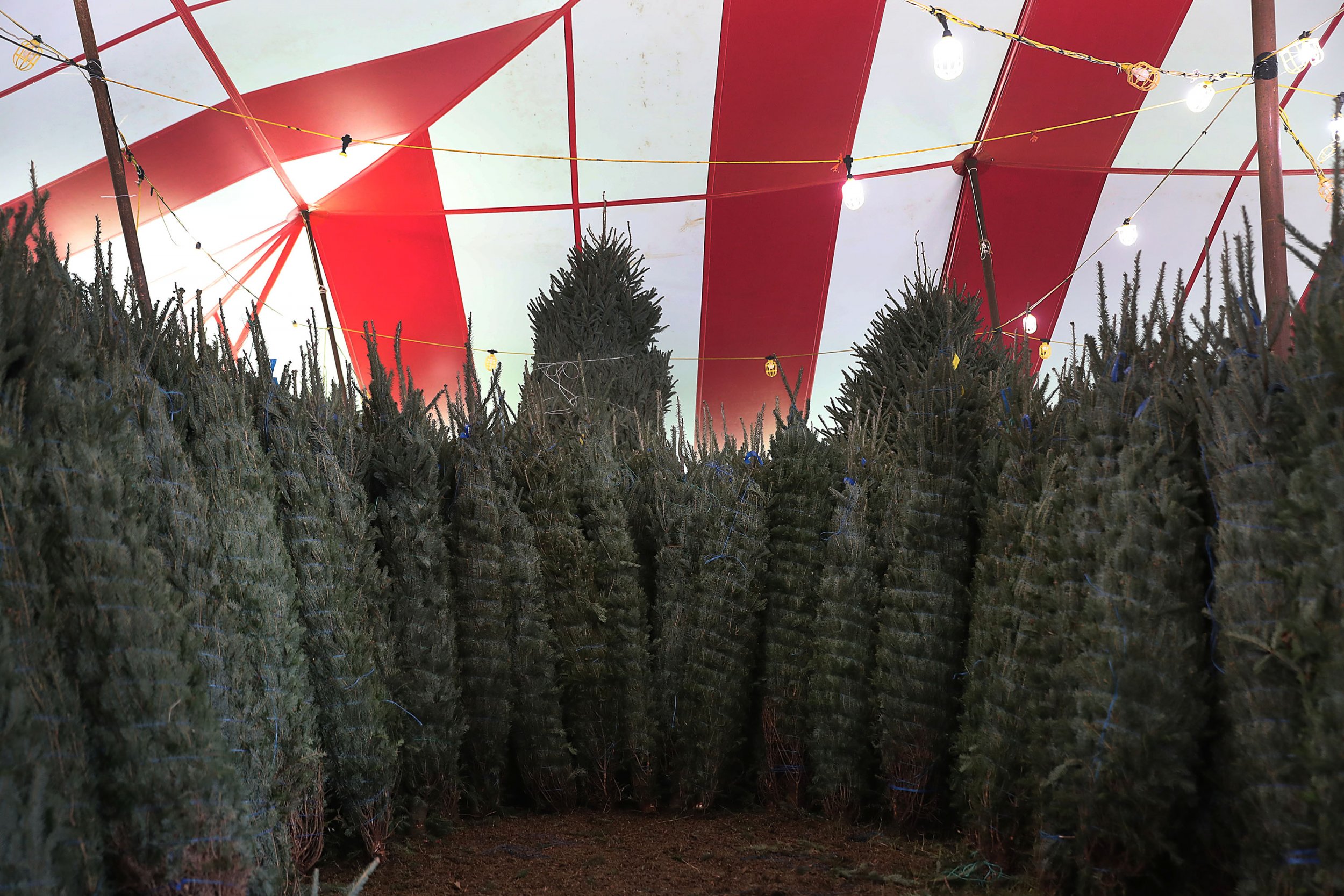 christmas tree stand