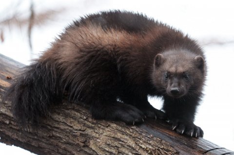 Wolverine -- not protected by Endangered Species Act
