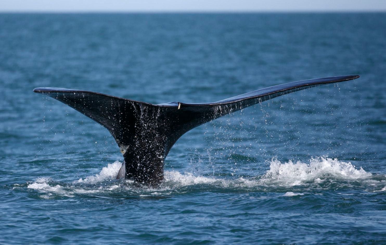 North Atlantic whale   ny times 2GICUYTTDUI6RPNBDDSTUREKCQ