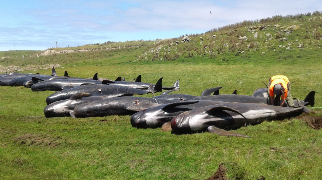 new zealand whale stranding 