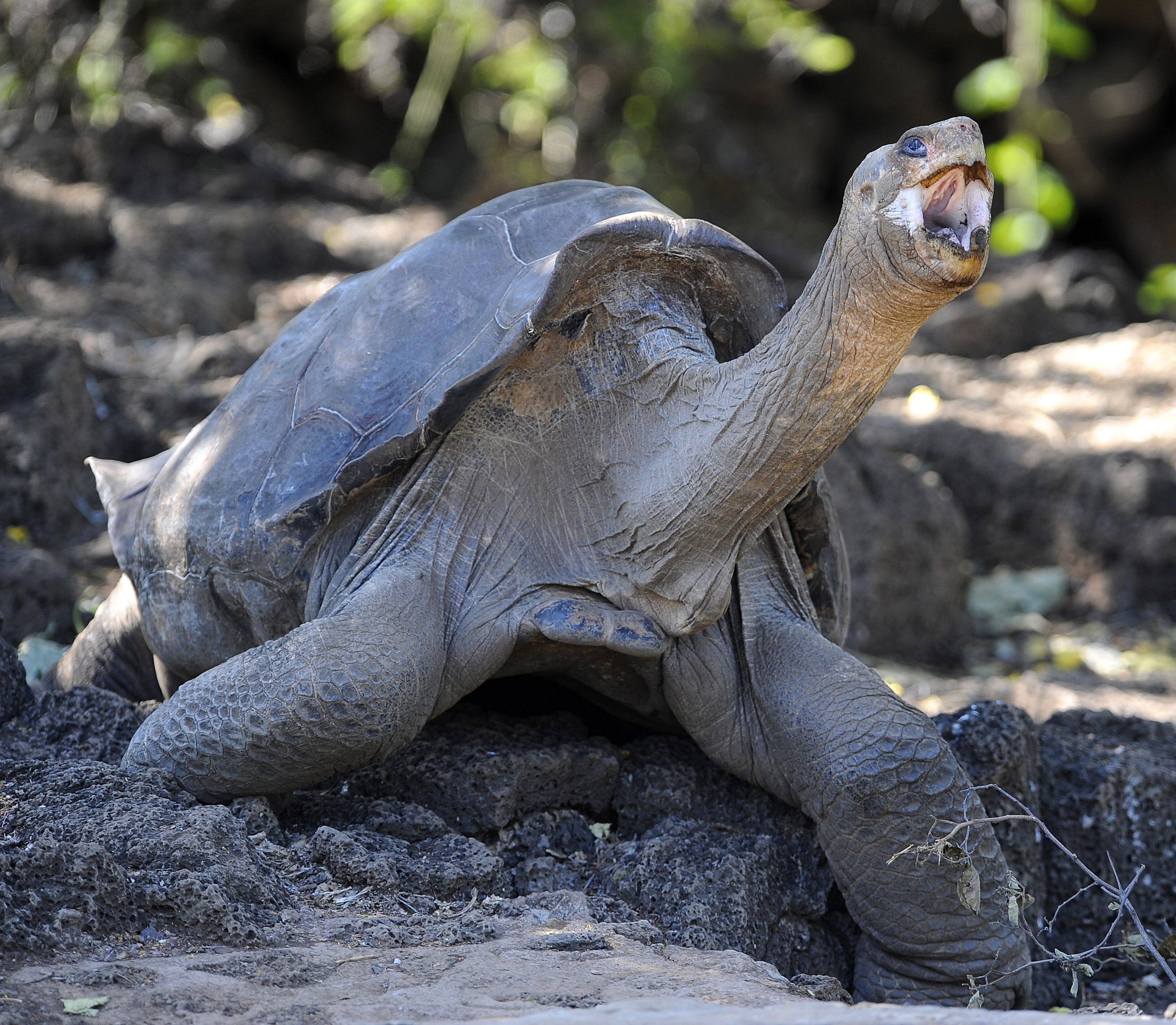 How long do galapagos tortoises live for