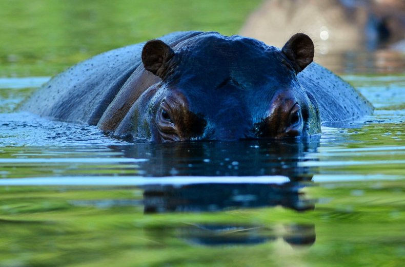 hippo attack 