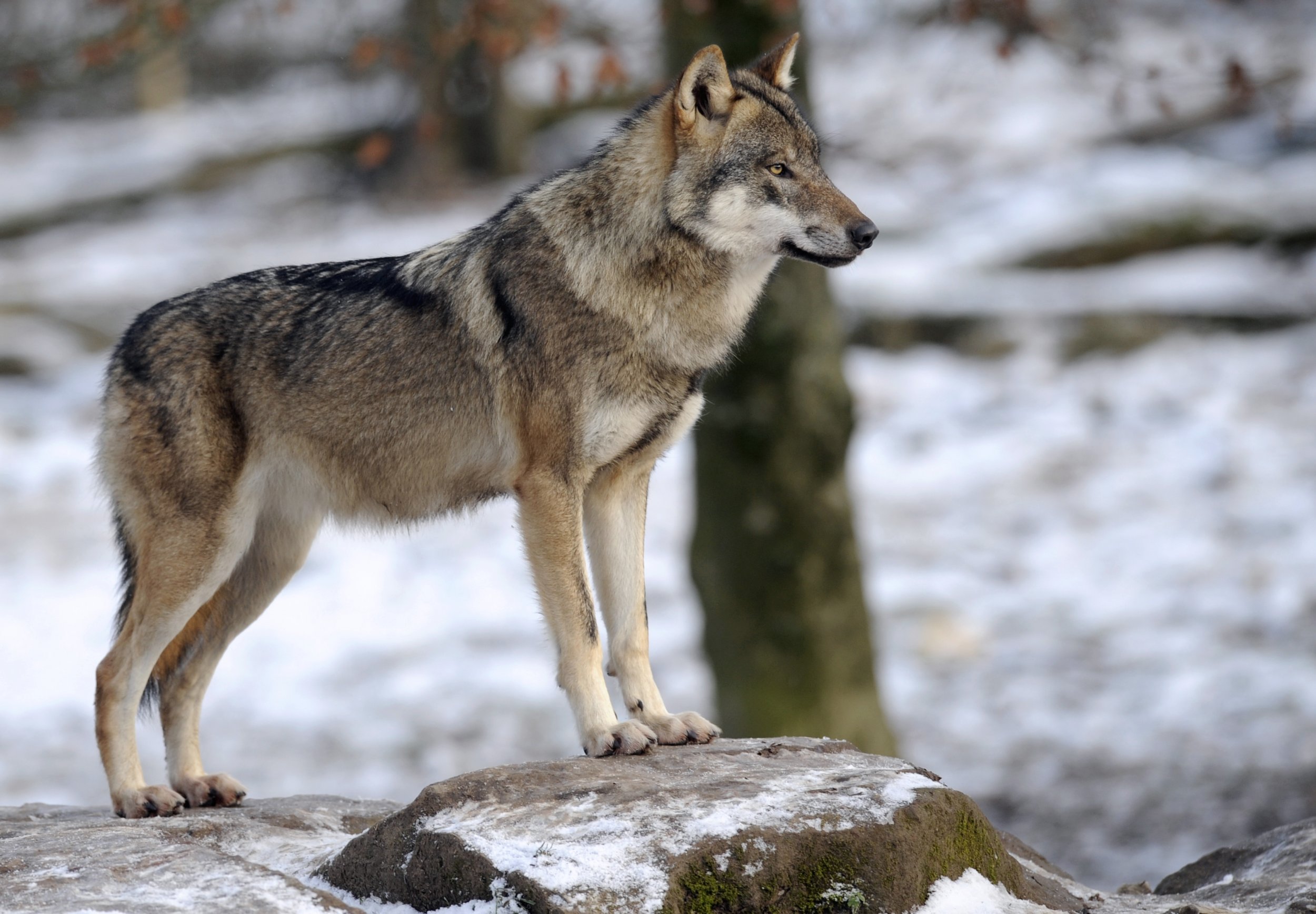 closer look at the economics of wolf hunting," The Wolf Conservati...
