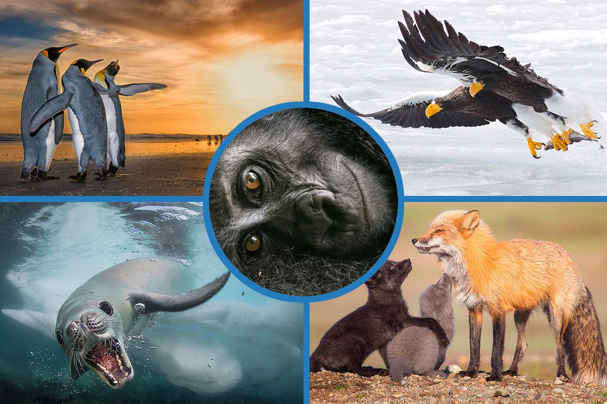 Wildlife Photographer Of The Year 2018: Vote For Your Favorite In The ...